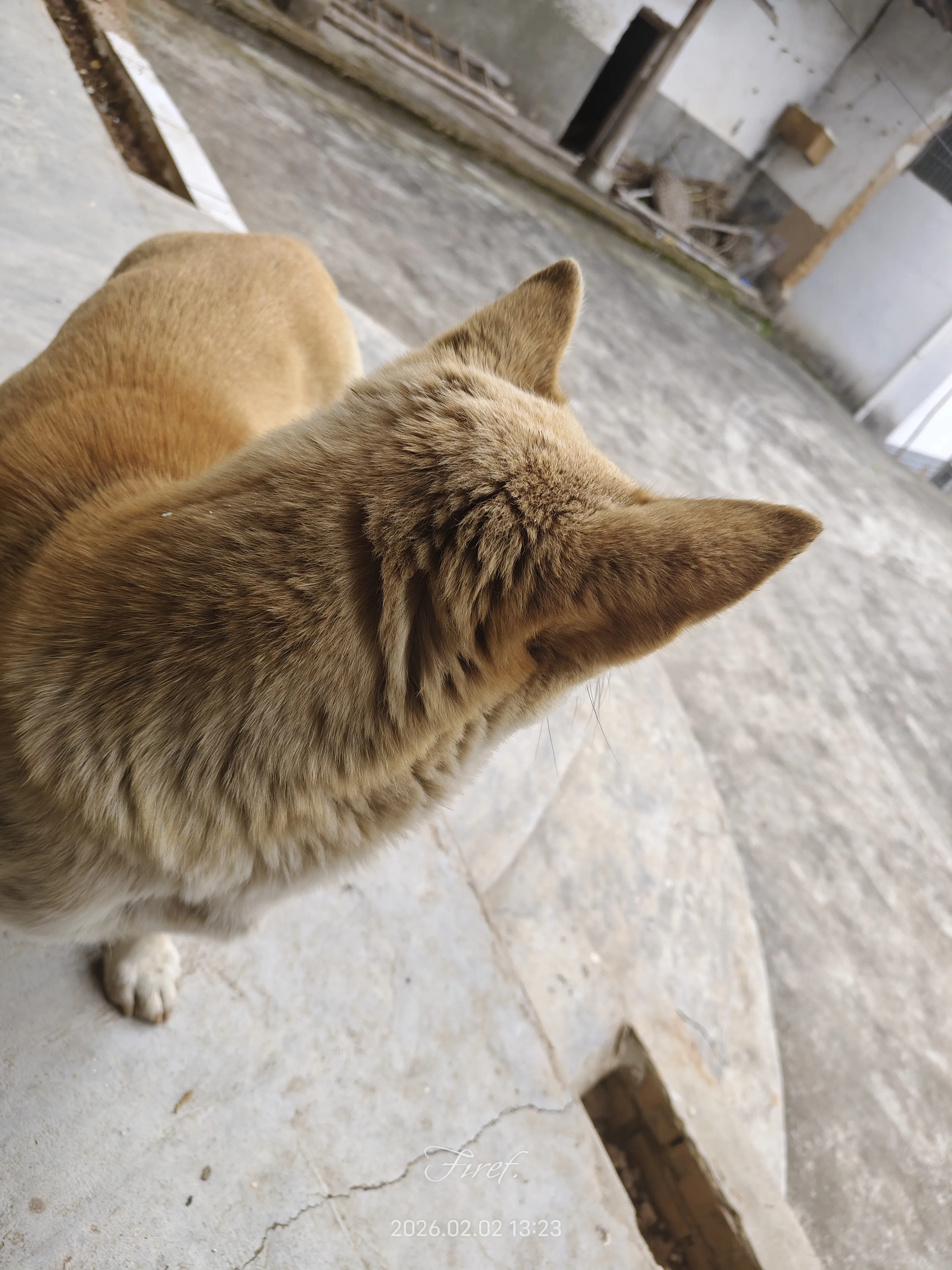 IMG_20260202_132329.webp