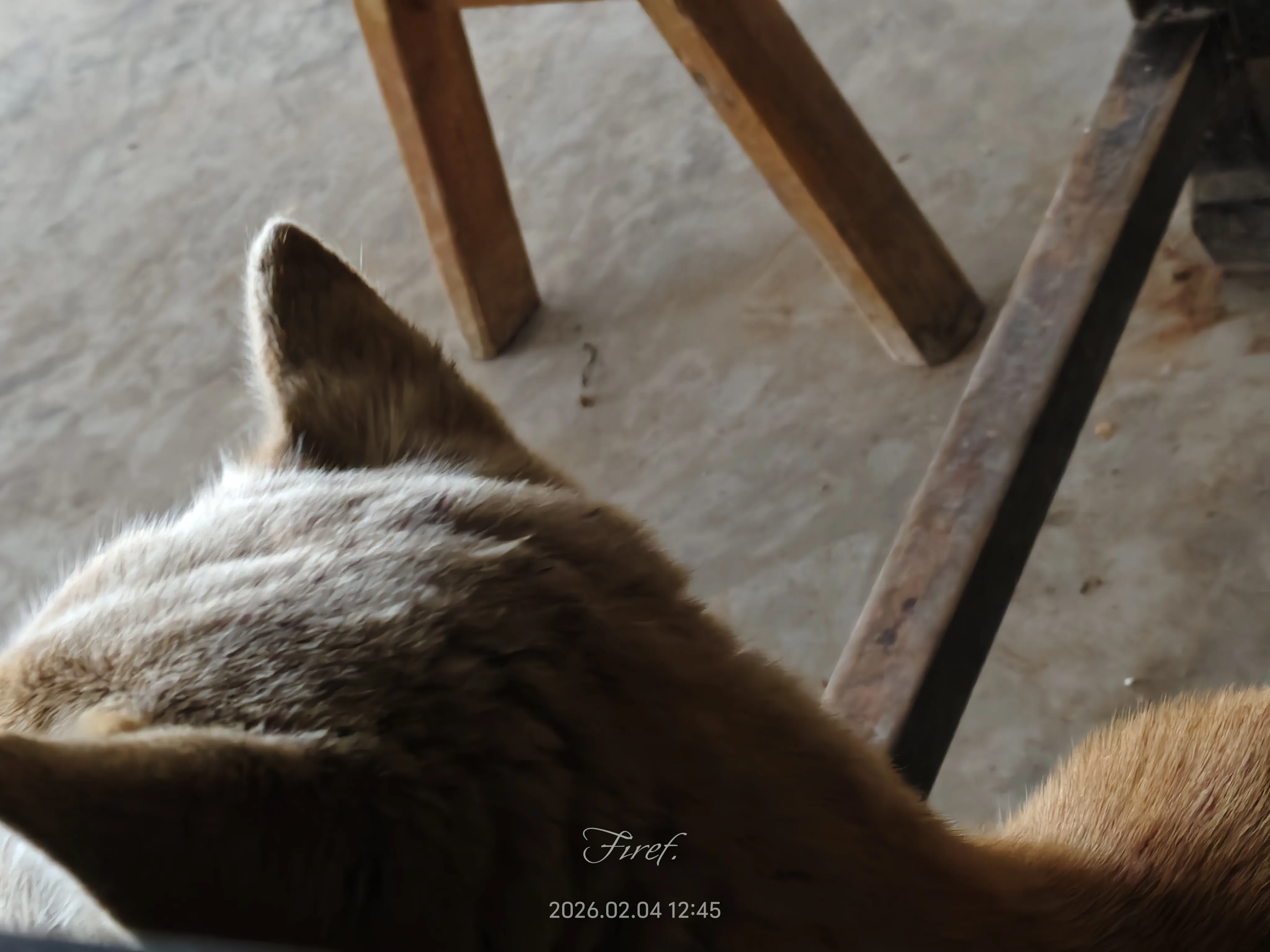 IMG_20260204_124500.webp